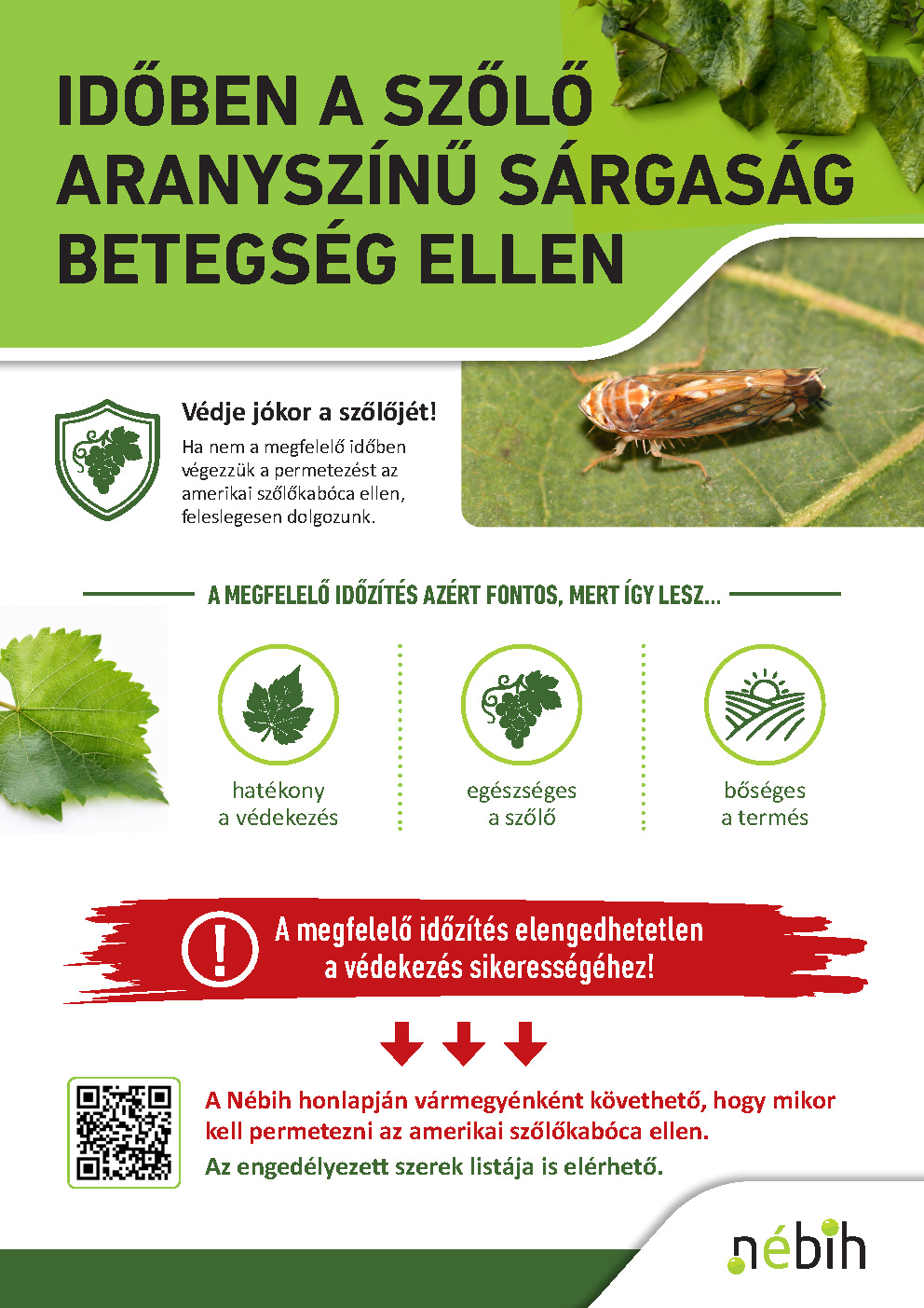Időben a szőlő aranyszínű sárgaság betegség ellen_színes